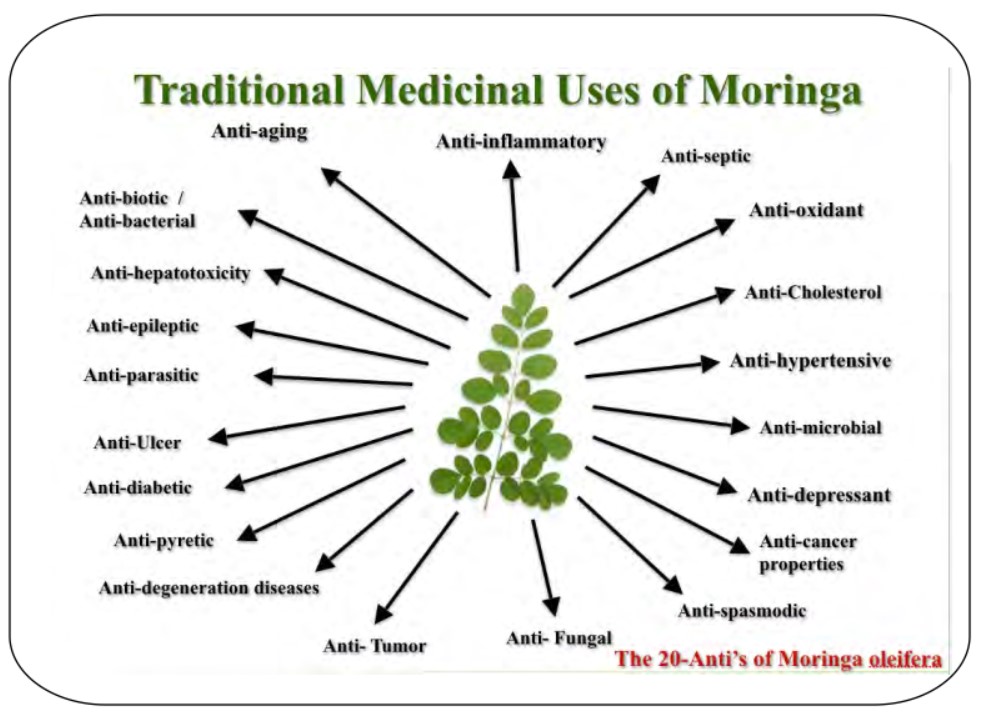 moringa-uses