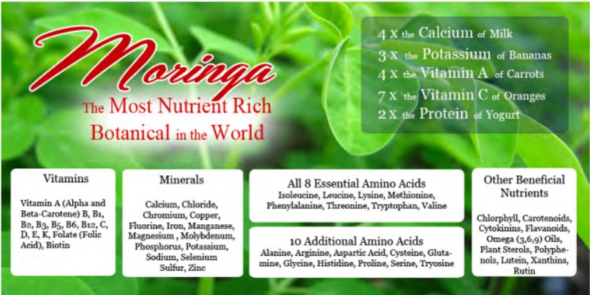 moringa-nutrient-rich